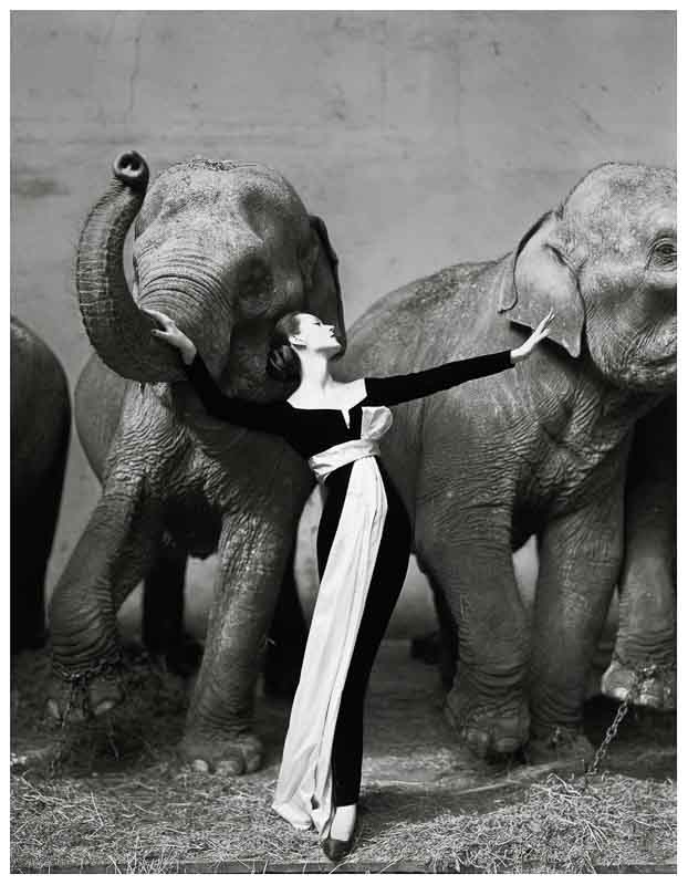 بررسی یکی از صد عکس برتر تاریخ "دوویما و فیل ها" اثر ریچارد اودون