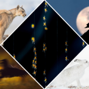 WildArt عکاس سال 2021 برندگان دسته "اتصال"