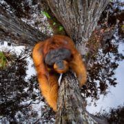 عکس Orangutan Wins Nature TTL عکاس سال 2021