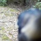 یک دارکوب تماشا کنید که به طور روشنی دوربین حیات وحش را خراب می کند